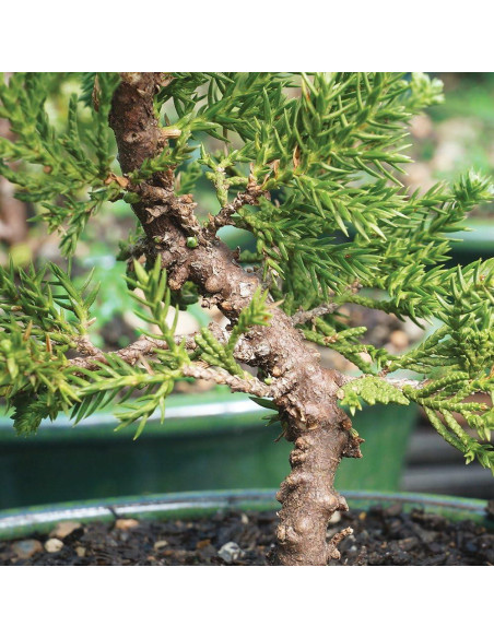 Bonsái Brussel's DT4002GMJ Junípero Mound Verde Grande