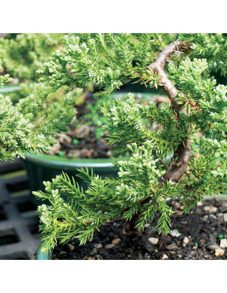 Bonsái Brussel's DT4002GMJ Junípero Mound Verde Grande