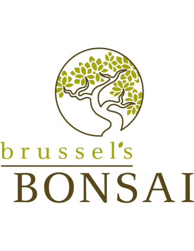 Bonsái Brussel's DT4002GMJ Junípero Mound Verde Grande