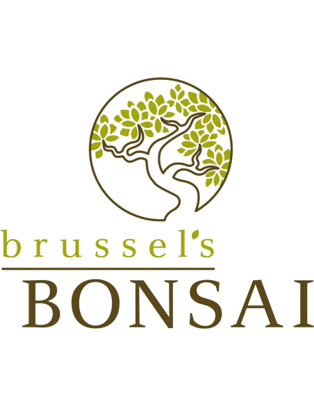 Bonsái Brussel's DT4002GMJ Junípero Mound Verde Grande