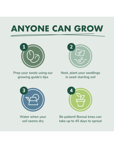 Kit de Inicio Bonsai Garden Republic - 4 Semillas, Tijeras, Tierra