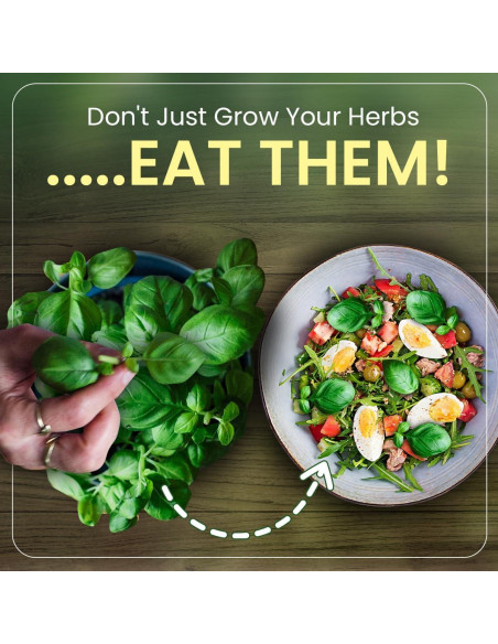 Kit de Jardín de Hierbas Green Thumb 6 Semillas y Macetas