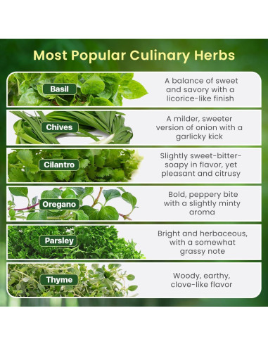 Kit de Jardín de Hierbas Green Thumb 6 Semillas y Macetas