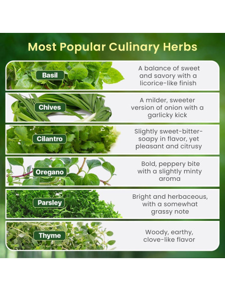 Kit de Jardín de Hierbas Green Thumb 6 Semillas y Macetas
