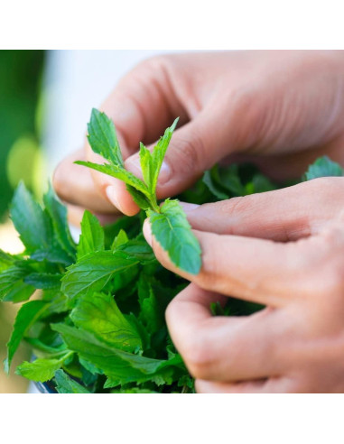 Kit de Jardín de Cócteles Back to the Roots - Jalapeño, Menta y Albahaca