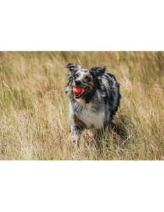 Chuckit! Ultra Ball Juguete para Perros Mediano - 6,35 cm 2