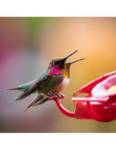 Alimentador de Colibríes Perky-Pet 220 - 1.42 Litros