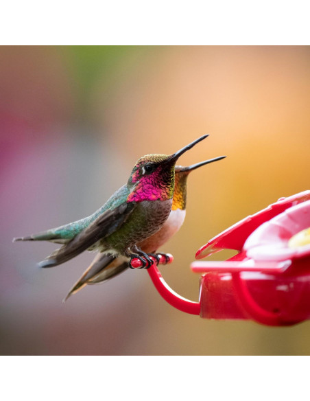 Alimentador de Colibríes Perky-Pet 220 - 1.42 Litros