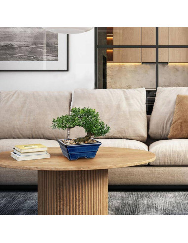 Árbol Bonsai Artificial Briful con Maceta Cerámica Verde