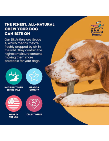 Cuerno de Alce Natural Onward Hound Mediano 15-35 lb