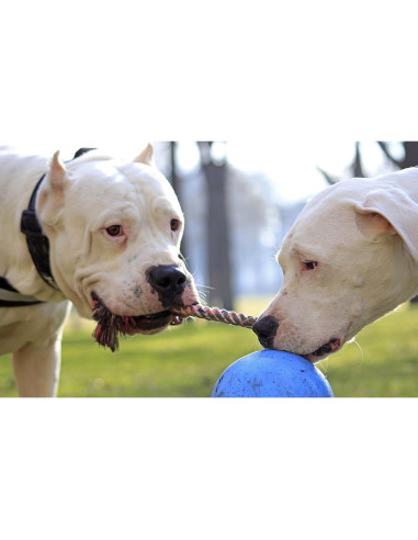 Juguete para Perro Jolly Pets Romp-n-Roll 15,24 cm Arándano