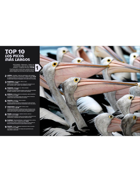 El mundo en números: Animales (Our World in Numbers Animals) (DK Oour World in Numbers) (Spanish Edition)