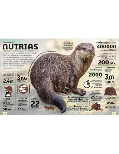 El mundo en números: Animales (Our World in Numbers Animals) (DK Oour World in Numbers) (Spanish Edition)