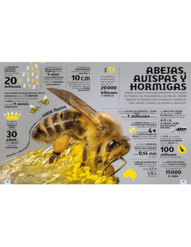 El mundo en números: Animales (Our World in Numbers Animals) (DK Oour World in Numbers) (Spanish Edition)