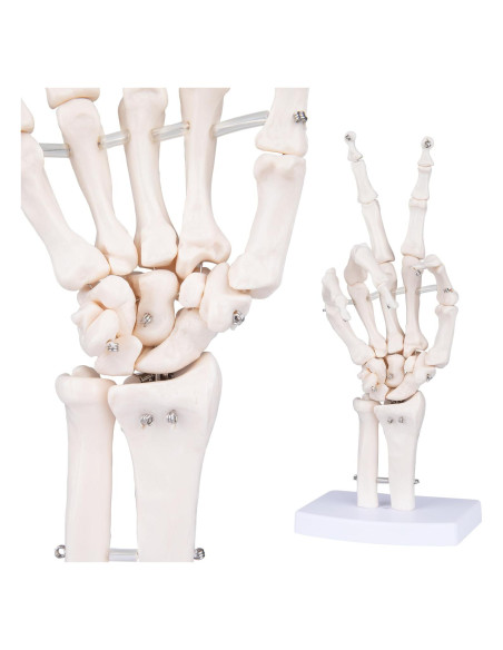 Modelo de Mano Esquelética Humana LVCHEN 25cm Articulada