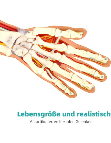 Modelo de Mano Esquelética Humana LVCHEN 25cm Articulada
