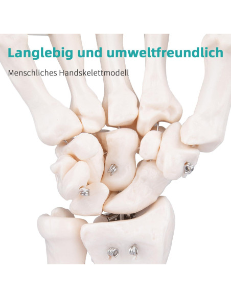 Modelo de Mano Esquelética Humana LVCHEN 25cm Articulada