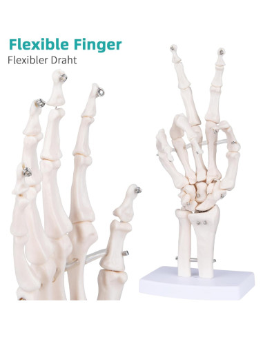 Modelo de Mano Esquelética Humana LVCHEN 25cm Articulada