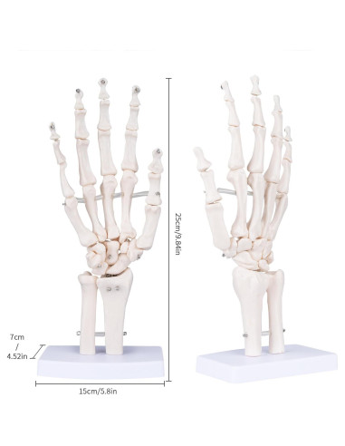 Modelo de Mano Esquelética Humana LVCHEN 25cm Articulada