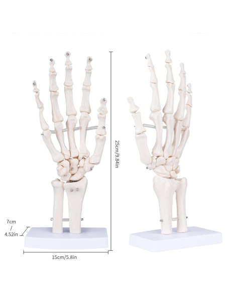 Modelo de Mano Esquelética Humana LVCHEN 25cm Articulada