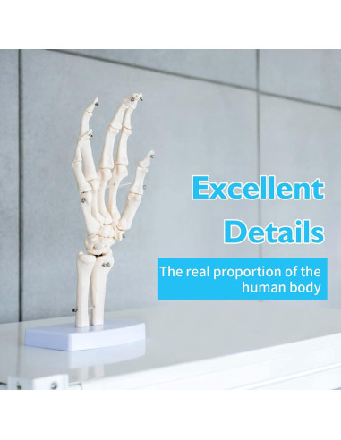 Modelo Esqueleto Mano ANNWAH PVC Anatomía 1:1 para Enseñanza