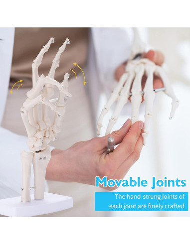Modelo Esqueleto Mano ANNWAH PVC Anatomía 1:1 para Enseñanza