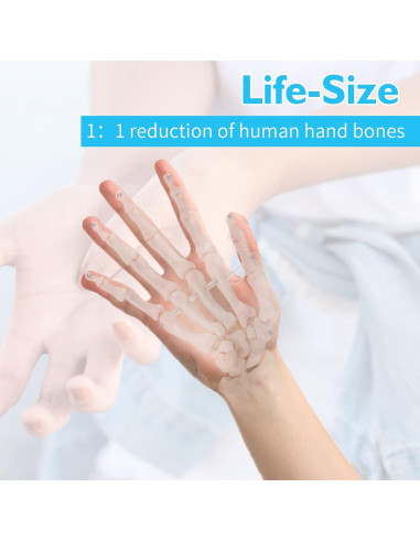 Modelo Esqueleto Mano ANNWAH PVC Anatomía 1:1 para Enseñanza
