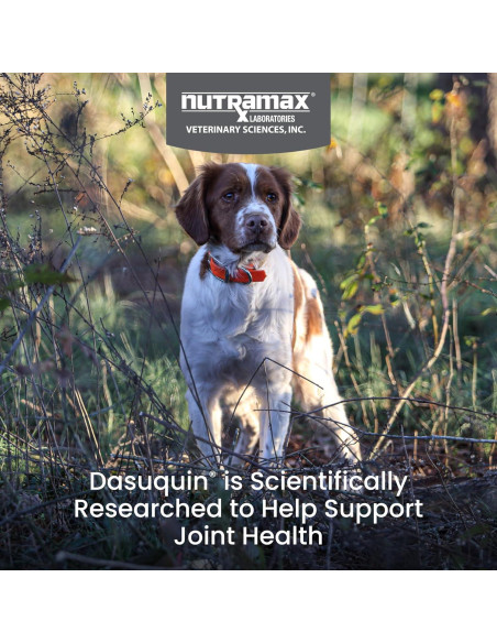 Nutramax Dasuquin MSM Suplemento Articular Perros 84 Chews