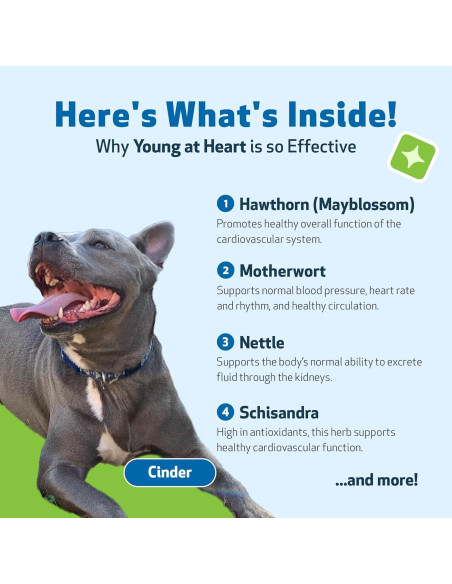 Suplemento Herbal Pet Wellbeing Joven de Corazón 59 ml