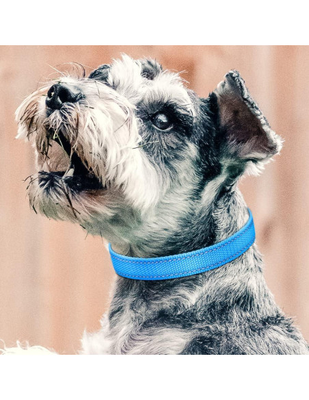 Correa de Reemplazo PetJoy para Collar de Choque 67.94 cm