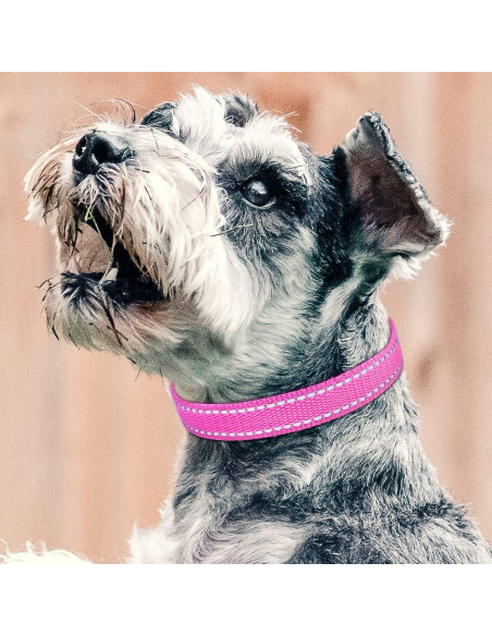 Correa de Reemplazo PetJoy para Collar de Choque 67.94 cm