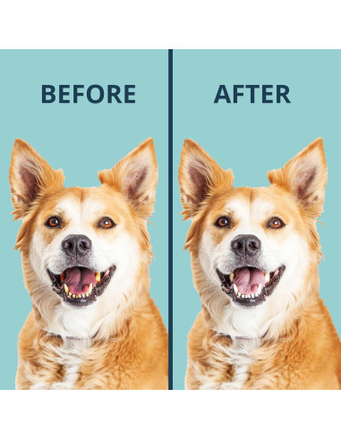 Polvo Dental NOVEHA para Mascotas 100g - Cuidado Oral Veterinario