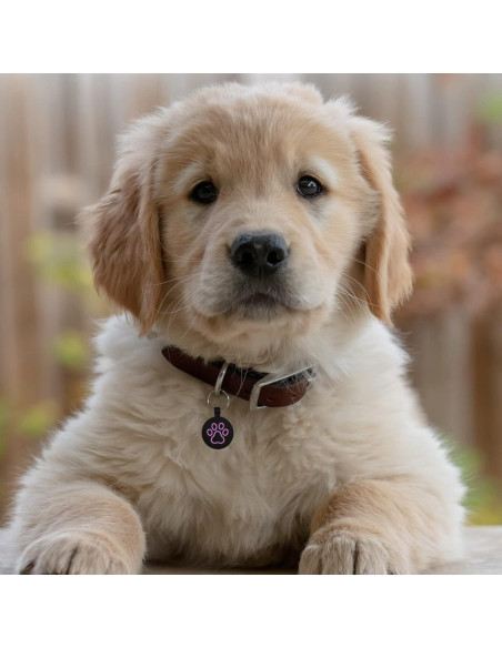 Etiqueta QR para Perros MYLUCKYTAG - Alerta de Ubicación