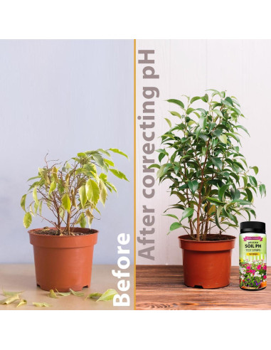 Kit de Prueba de pH del Suelo Dewildetradingco - 100 Tiras