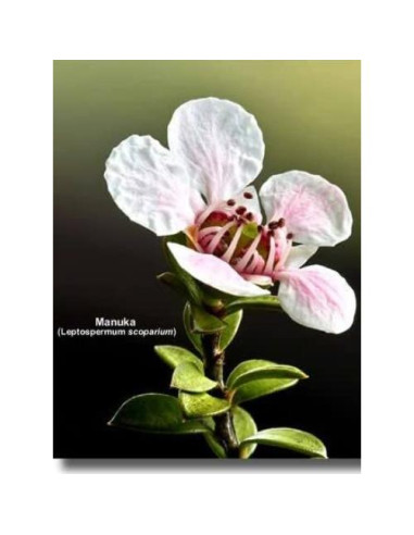 Miel Manuka 70+ Airborne 505 g Pura de Nueva Zelanda