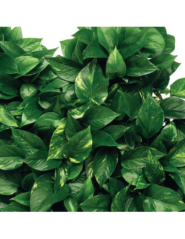 Abono para Plantas Florales Jobe's 10-10-4 en Picos 50 Unidades