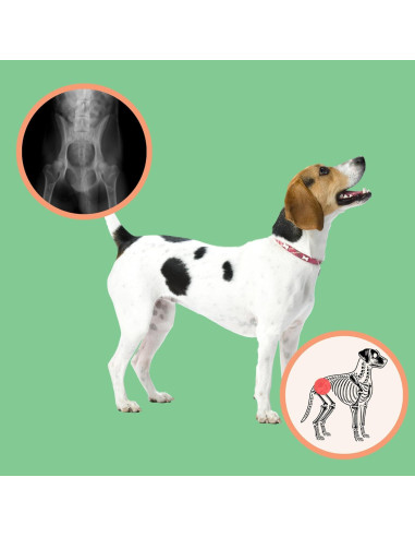 Suplemento Articular Extend para Perros - Glucosamina y MSM