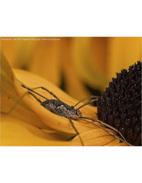 Luz de Anillo LED Doble Macro Digital Nc MR48 para Nikon P900