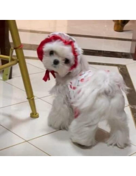 Bañador para Perro IMDOUBLEDOU Pequeño Cereza con Sombrero