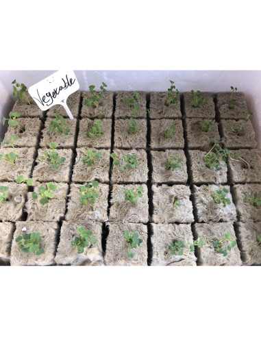 Tapones de Rockwool MI0512 28 Piezas 3.81 cm para Hidroponía