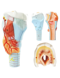 Modelo Anatómico de Laringe Humana Benilev 2 Partes PVC