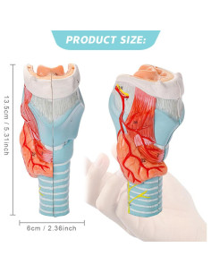Modelo Anatómico de Laringe Humana Benilev 2 Partes PVC 2