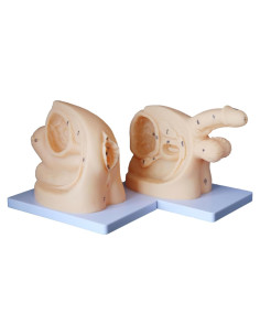Modelo de Anatomía Genital Femenina y Masculina PVC 21 cm
