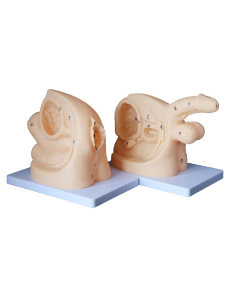 Modelo de Anatomía Genital Femenina y Masculina PVC 21 cm