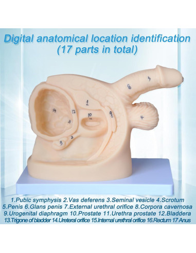Modelo de Anatomía Genital Femenina y Masculina PVC 21 cm