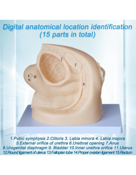 Modelo de Anatomía Genital Femenina y Masculina PVC 21 cm