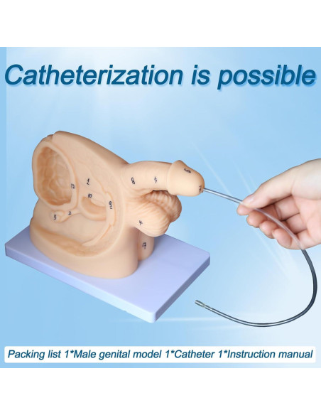 Modelo de Anatomía Genital Femenina y Masculina PVC 21 cm