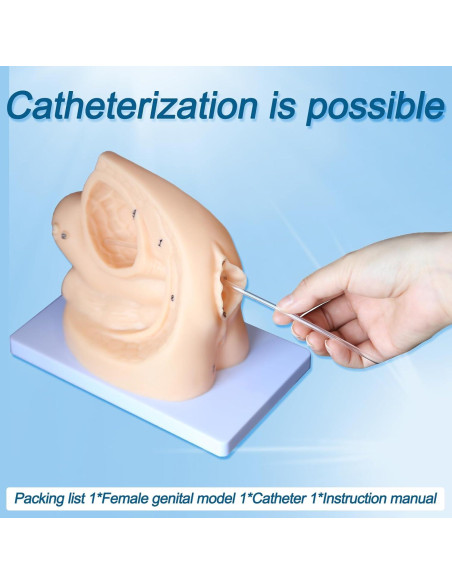 Modelo de Anatomía Genital Femenina y Masculina PVC 21 cm