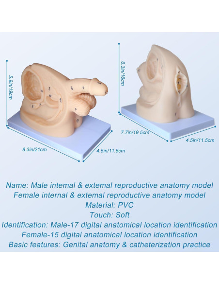Modelo de Anatomía Genital Femenina y Masculina PVC 21 cm