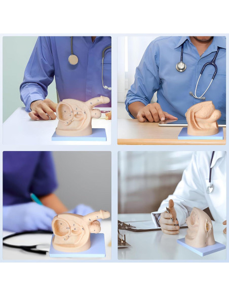 Modelo de Anatomía Genital Femenina y Masculina PVC 21 cm